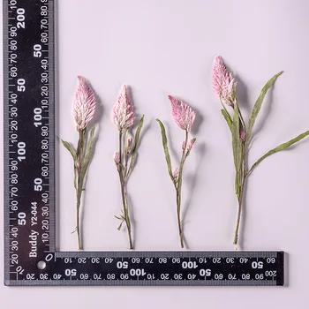 120 adet Preslenmiş Kurutulmuş Çiçek Celosia Argentea L Bitkiler Herbaryum Makyaj Takı Kartpostal Davetiye Kartı telefon kılıfı DIY