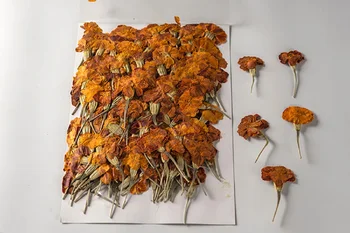 250 adet Preslenmiş Kurutulmuş Çiçek Tagetes erecta L Herbaryum Epoksi Takı Imi telefon kılıfı Makyaj Nail Art Craft DIY