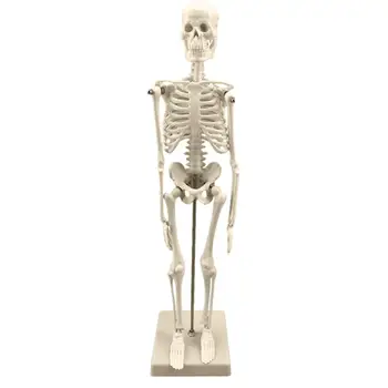 45CM İnsan iskelet modeli Anatomik Modeli Tıbbi Öğrenme Eğitim Korku Cadılar Bayramı Partisi Dekorasyon İskelet