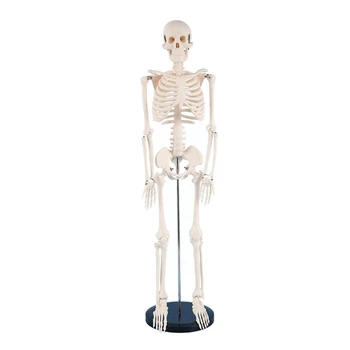 Insan iskelet modeli Anatomi için 85cm Anatomik İnsan iskelet modeli Hareketli Kollar ve Bacaklar Hastane Eğitim Kullanımı için