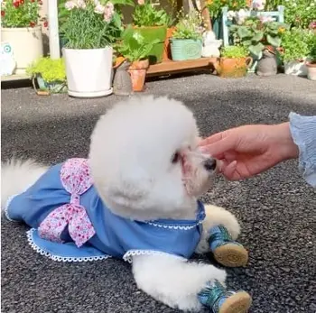 Küçük Köpek ince Denim Mavi Elbise, Yay Düğümlü Sevimli Prenses Köpek Etek(Ler)