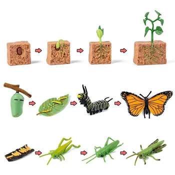 Mainan Anak-anak Papan Siklus Hidup Hewan Alat Bantu Mengajar Montessori Set Model Siklus Pertumbuhan Hewan Mainan Kognitif Pras