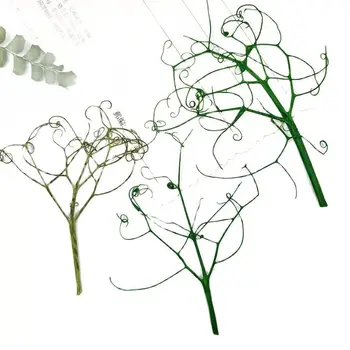 Yeşil Çim Bezelye Sakal DIY Kurutulmuş Preslenmiş Çiçek Düğün Dekorasyon İçin 1 grup/100 adet
